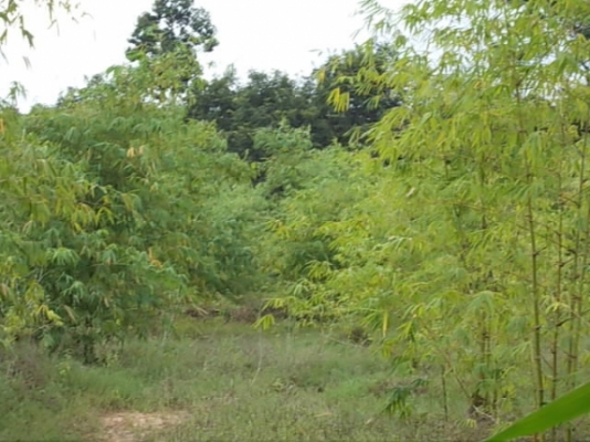 ขาย ที่นาและสวนป่า ไร่ละ 250,000 อยู่ที่ กม.18 และ กม.36 สายสุรินทร์-สังขะ จ.สุรินทร์