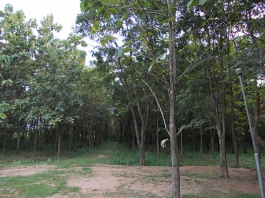 ขาย ที่นาและสวนป่า ไร่ละ 250,000 อยู่ที่ กม.18 และ กม.36 สายสุรินทร์-สังขะ จ.สุรินทร์
