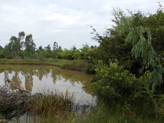 ขาย ที่นาและสวนป่า ไร่ละ 250,000 อยู่ที่ กม.18 และ กม.36 สายสุรินทร์-สังขะ จ.สุรินทร์