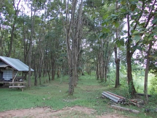 ขาย ที่นาและสวนป่า ไร่ละ 250,000 อยู่ที่ กม.18 และ กม.36 สายสุรินทร์-สังขะ จ.สุรินทร์