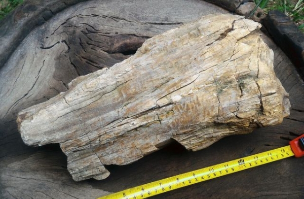 ไม้กลายเป็นหิน มีขนาดใหญ่ น้ำหนักเยอะมาก มีตาไม้ มีลายเส้นไม้ชัดเจน อายุไม่สามารถประมาณได้ มีความทนสิทธิ์ในตัว บางท่านนำไปแกะสลักทำพระเครื่อง บางท่านนำไปล้างเอาน้ำไว้เพื่อทำน้ำมนต์ พิจารณาเอาครับ