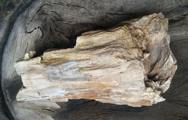 ไม้กลายเป็นหิน มีขนาดใหญ่ น้ำหนักเยอะมาก มีตาไม้ มีลายเส้นไม้ชัดเจน อายุไม่สามารถประมาณได้ มีความทนสิทธิ์ในตัว บางท่านนำไปแกะสลักทำพระเครื่อง บางท่านนำไปล้างเอาน้ำไว้เพื่อทำน้ำมนต์ พิจารณาเอาครับ