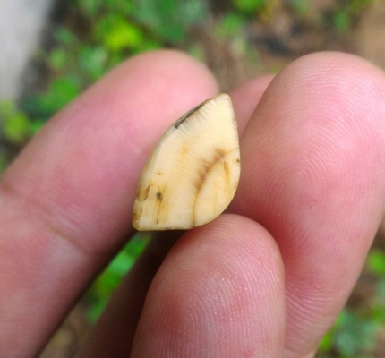 เครื่องรางโบราณ E09 แกะสลักด้วยมือล้วน ด้านหน้ามีคราบเดิม ด้านหลังจารยันต์ มีอายุมากกว่า 80ปี แต่เดิมเลี่ยมกรอบกันน้ำไว้ เนื้อสวยของดีดูง่าย