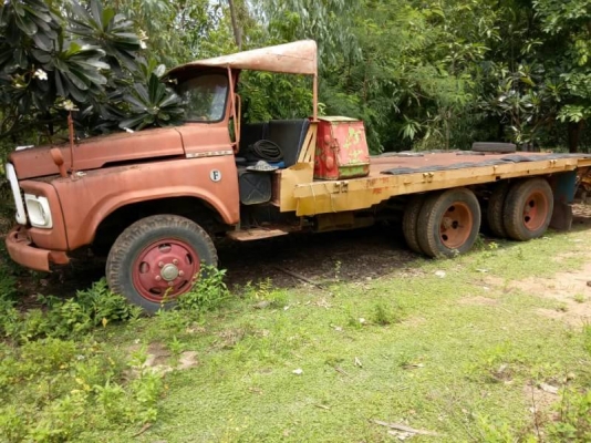 เทนเลอร์หัวยาว