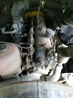 เทนเลอร์หัวยาว