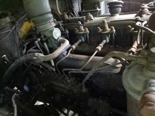 เทนเลอร์หัวยาว