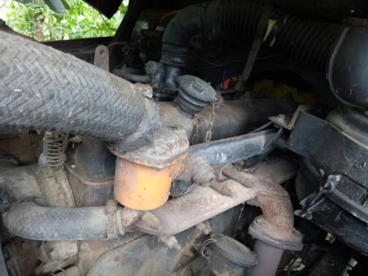 เทนเลอร์หัวยาว