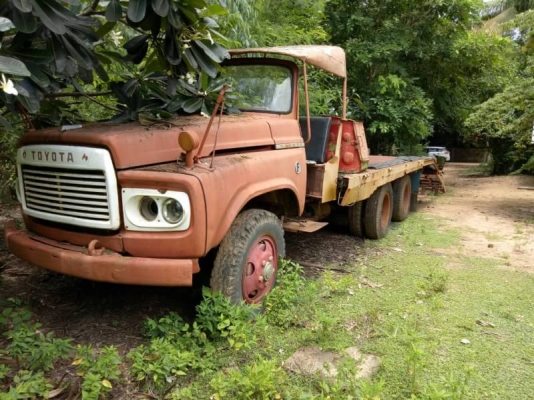 เทนเลอร์หัวยาว