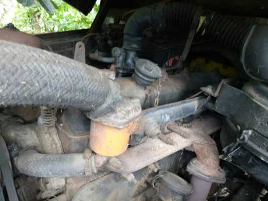 เทนเลอร์หัวยาว