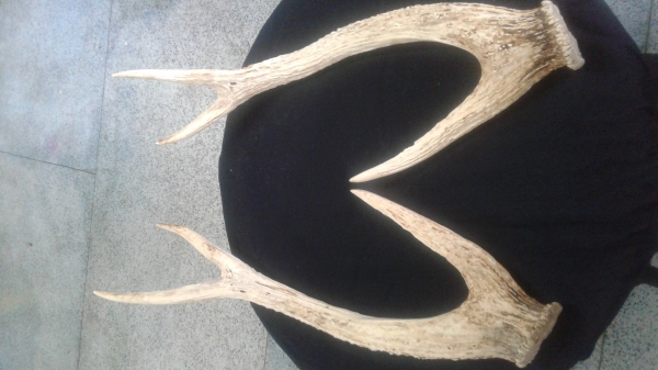 เขากวาง