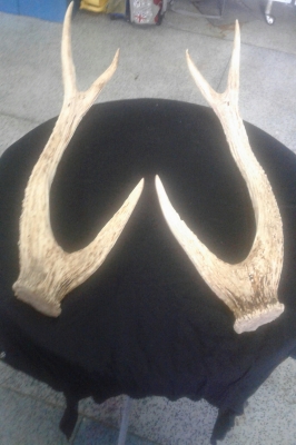 เขากวาง เขากวาง