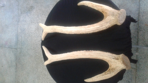 เขากวาง เขากวาง