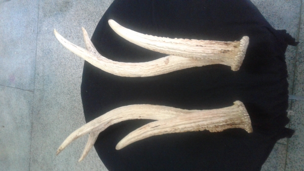 เขากวาง เขากวาง