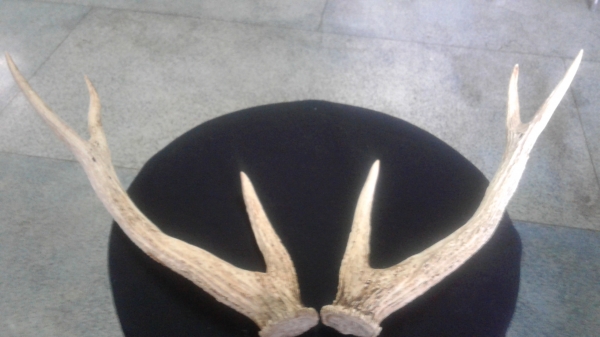 เขากวาง เขากวาง