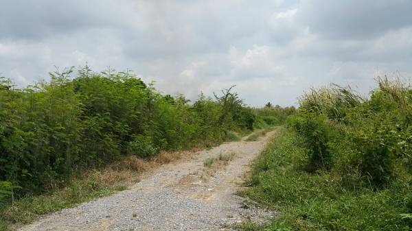 ขายถูก ที่ดินเนื้อที่ 1-1-70 ไร่ พร้อมโกดัง 2 หลัง อยู่ถนนสามพราน 12 พื้นที่สีชมพู เขตจังหวัดนครปฐม ขายถูก ที่ดินเนื้อที่ 1-1-70 ไร่ พร้อมโกดัง 2 หลัง อยู่ถนนสามพราน 12 พื้นที่สีชมพู เขตจังหวัดนครปฐม