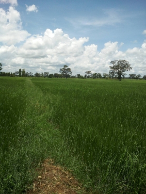 ขายทีนา 9 ไร่ เขต ต.กุดเมืองฮาม อ.ยางชุมน้อย  จ.ศรีสะเกษ  มีทางเข้า-  ออกสะดวก หน้า กร้วง 60-70 เมตร ทีเหมาะ  ทำนาได้ผลิดทุกปี  น้ำไม่ท่วม ราคา ไร่ละ 170000  บาท   ประเมิน ราคาได้ไร่ 200000 บาท ขายตอนนี้     (ขายพร้อมข้าวด้วยคับ...)..    สอบถาม วันทูคอล 0