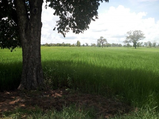 ขายทีนา 9 ไร่ เขต ต.กุดเมืองฮาม อ.ยางชุมน้อย  จ.ศรีสะเกษ  มีทางเข้า-  ออกสะดวก หน้า กร้วง 60-70 เมตร ทีเหมาะ  ทำนาได้ผลิดทุกปี  น้ำไม่ท่วม ราคา ไร่ละ 170000  บาท   ประเมิน ราคาได้ไร่ 200000 บาท ขายตอนนี้     (ขายพร้อมข้าวด้วยคับ...)..    สอบถาม วันทูคอล 0