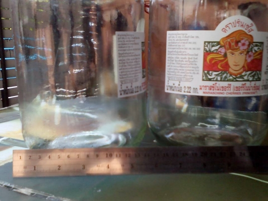 ขายโหลใส่เชอรี่ มีทั้งหมด 8 ใบ ขนาดมีอยู่ในรูป