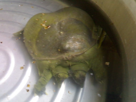 ขายแล้วค๊าบบบบ