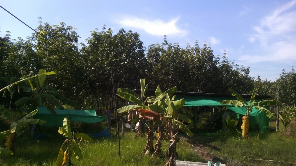 สวนยาง สวนยาง