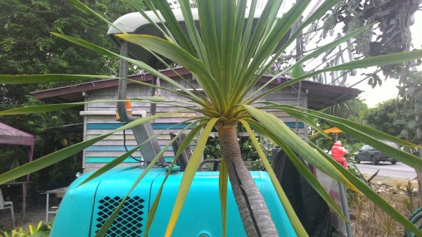 รถขุด KOMATSU PC20-7 ปกติรถใช้ขุดดินปลูกต้นไม้ รถเก่าญี่ปุ่นแท้