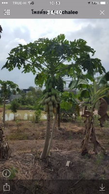 ขายที่ดินสวนผึ้ง