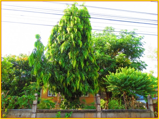 ขาย ต้นอโศกอินเดีย ไม้ยืนต้นประดับบ้าน