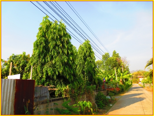 ขาย ต้นอโศกอินเดีย ไม้ยืนต้นประดับบ้าน