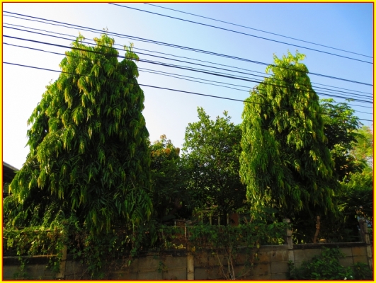 ขาย ต้นอโศกอินเดีย ไม้ยืนต้นประดับบ้าน