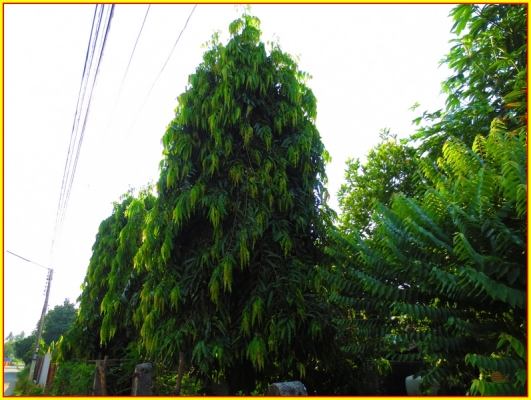 ขาย ต้นอโศกอินเดีย ไม้ยืนต้นประดับบ้าน