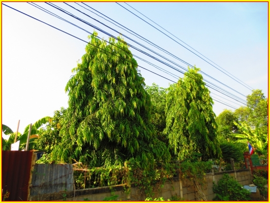 ขาย ต้นอโศกอินเดีย ไม้ยืนต้นประดับบ้าน