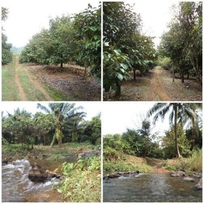 ขายสวนผลไม้ราคาถูก