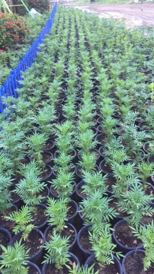 ชุดถังลมจิ๊ฟฟี่