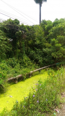 ขายที่ดินติดถนน246ตรว สามโคกปทุมธานี