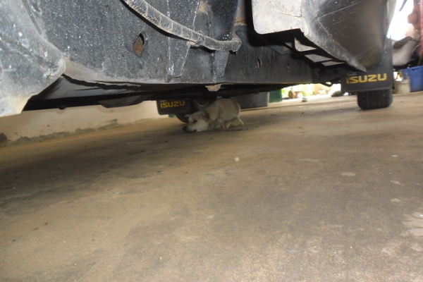 ***ขายแล้วครับขอบคุณ Truck2hand  ขาย กระบะแค็ป มังกรทอง 2.5 ปี33/90 87HP เครื่องมังกร2.5ไดเร็กฯแห้งๆ แน่นดี ภายในสวยคอนโซลครบ แอร์ พ.ธรรมดา สีสวย(เก็บมา)ช่วงล่างไม่ส่าย ไม่เลื้อย ยางดี คัสซีสวยมาก พื้นปูกระบะ ล้อแม็ก พร้อมใช้ พร้อมลุยงาน ราคาต่อรองได้ครับ