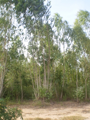 ขายต้นยูคา 70 ไร่ อายุ 6 ปี ราคา 280,000.-อยู่ที่ หมู่ 1 อ.แม่วงษ์ จ.นครสวรรค์ ตามรูปครับ