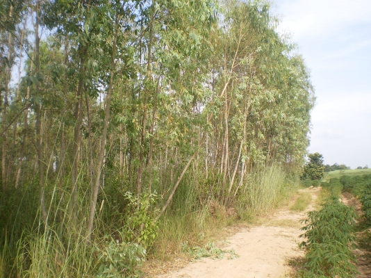 ขายต้นยูคา 70 ไร่ อายุ 6 ปี ราคา 280,000.-อยู่ที่ หมู่ 1 อ.แม่วงษ์ จ.นครสวรรค์ ตามรูปครับ