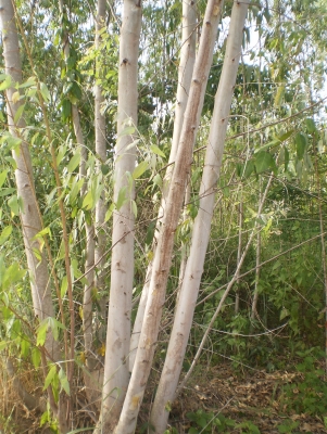 ขายต้นยูคา 70 ไร่ อายุ 6 ปี ราคา 280,000.-อยู่ที่ หมู่ 1 อ.แม่วงษ์ จ.นครสวรรค์ ตามรูปครับ