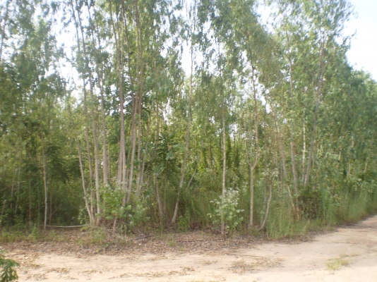 ขายต้นยูคา 70 ไร่ อายุ 6 ปี ราคา 280,000.-อยู่ที่ หมู่ 1 อ.แม่วงษ์ จ.นครสวรรค์ ตามรูปครับ