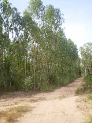 ขายต้นยูคา 70 ไร่ อายุ 6 ปี ราคา 280,000.-อยู่ที่ หมู่ 1 อ.แม่วงษ์ จ.นครสวรรค์ ตามรูปครับ