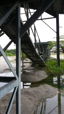 แพล้นยางBarbergreen