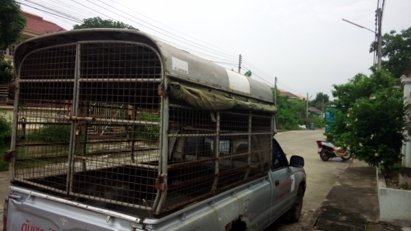 ขายหลังคาถอดไทเกอร์ ตอนเดียว และตู้แห้งทึบถอดจากไมตี้ตอนเดียว ขายหลังคาถอดไทเกอร์ ตอนเดียว และตู้แห้งทึบถอดจากไมตี้ตอนเดียว