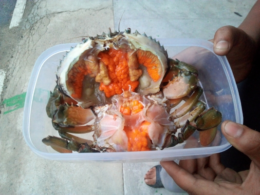 ุขายปูแสม 0819450207