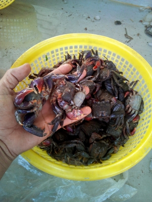 ุขายปูแสม 0819450207