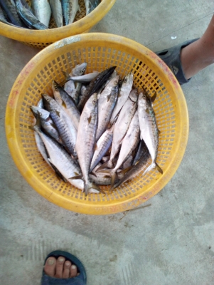 ุขายปูแสม 0819450207