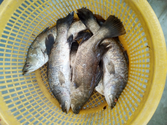 ุขายปูแสม 0819450207