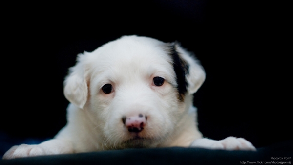 ขาย รถขายน้ำ กาแฟ เคลื่อนที่