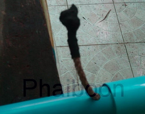 ที่จับงู#1