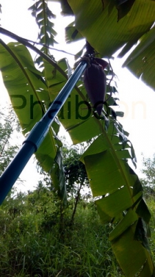 ที่จับงู#1