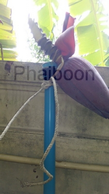 ที่จับงู#2